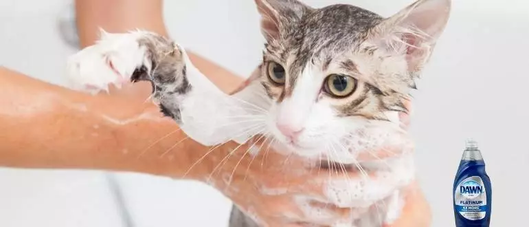 cat is taking shower with Down soap