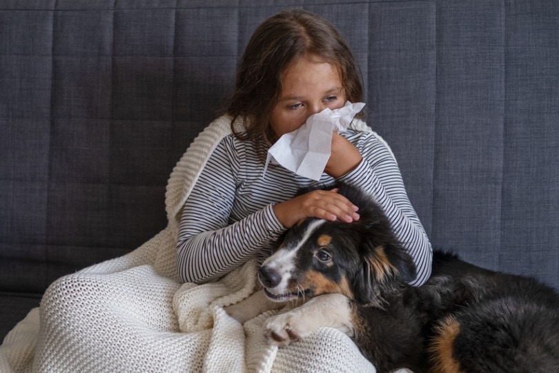 How To Live With An Australian Shepherds If You Are Allergic