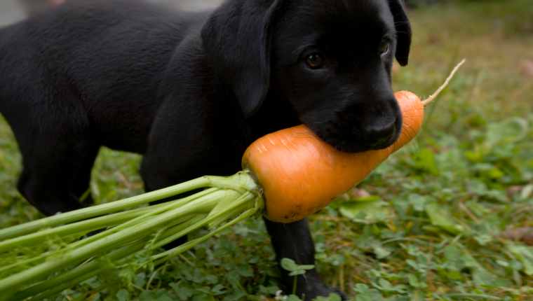 How to Give Your Dog Carrots